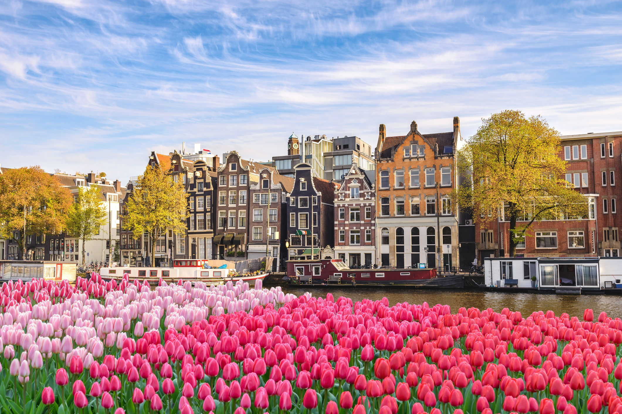 amsterdam tulips